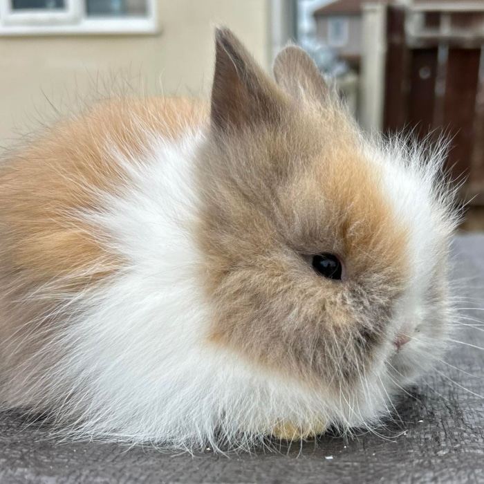 Abel Mini Petting Zoo