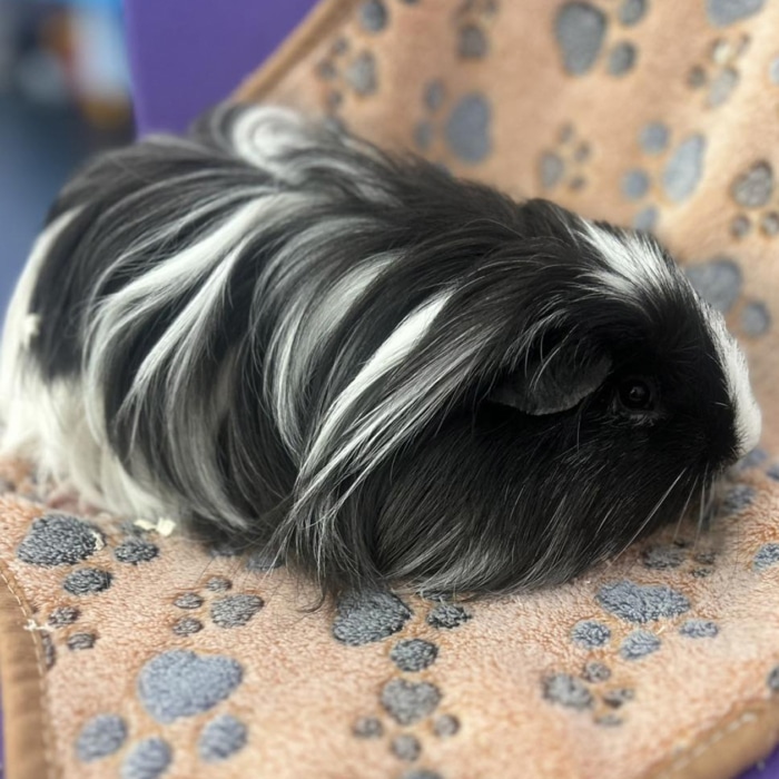 Abel Mini Petting Zoo