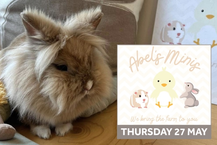 Abels Minis Petting Zoo